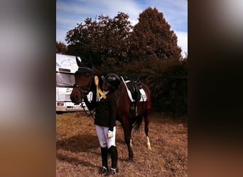 Poney de selle allemand, Hongre, 11 Ans, 153 cm, Bai brun