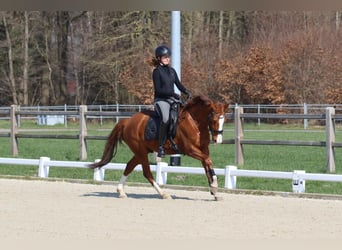 Poney de selle allemand, Hongre, 11 Ans, 154 cm, Alezan