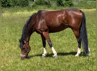 Poney de selle allemand, Hongre, 11 Ans, 154 cm, Bai