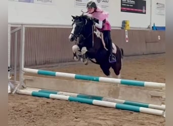 Poney de selle allemand, Hongre, 12 Ans, 134 cm, Pinto