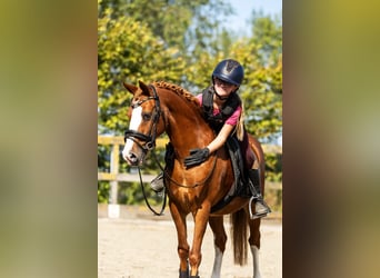 Poney de selle allemand, Hongre, 12 Ans, 137 cm, Alezan