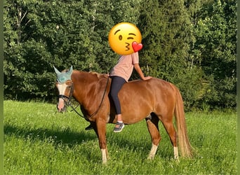 Poney de selle allemand, Hongre, 12 Ans, 143 cm, Alezan