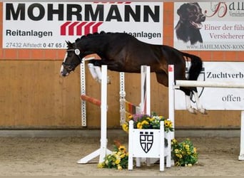 Poney de selle allemand, Hongre, 12 Ans, 144 cm, Bai brun