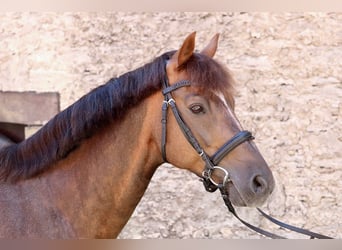 Poney de selle allemand, Hongre, 12 Ans, 146 cm, Alezan brûlé