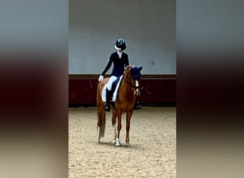 Poney de selle allemand, Hongre, 12 Ans, 146 cm, Alezan