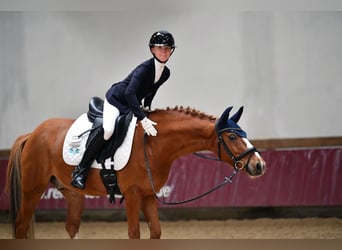 Poney de selle allemand, Hongre, 12 Ans, 146 cm, Alezan