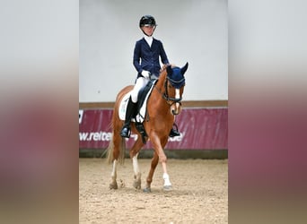 Poney de selle allemand, Hongre, 12 Ans, 146 cm, Alezan