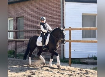 Poney de selle allemand, Hongre, 12 Ans, 146 cm, Noir