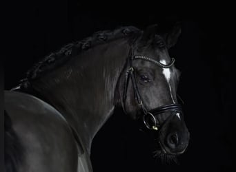 Poney de selle allemand, Hongre, 12 Ans, 146 cm, Noir