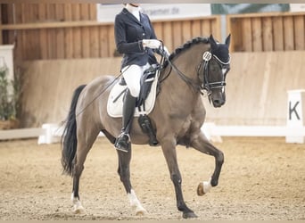 Poney de selle allemand, Hongre, 12 Ans, 146 cm, Noir