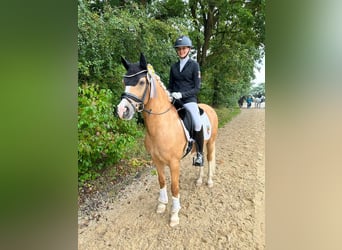 Poney de selle allemand, Hongre, 12 Ans, 146 cm, Palomino