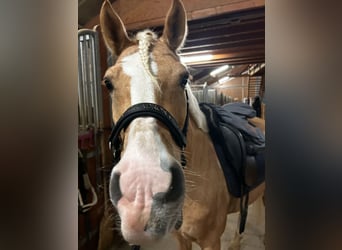 Poney de selle allemand, Hongre, 12 Ans, 146 cm, Palomino