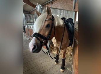 Poney de selle allemand, Hongre, 12 Ans, 146 cm, Palomino