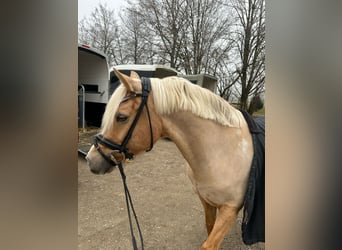 Poney de selle allemand, Hongre, 12 Ans, 146 cm, Palomino