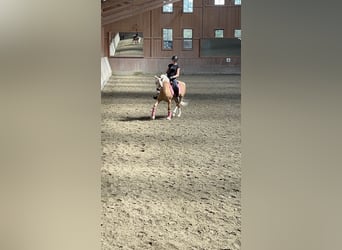 Poney de selle allemand, Hongre, 12 Ans, 146 cm, Palomino