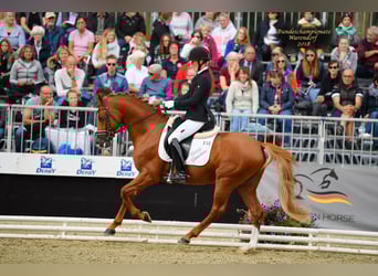 Poney de selle allemand, Hongre, 12 Ans, 147 cm, Alezan