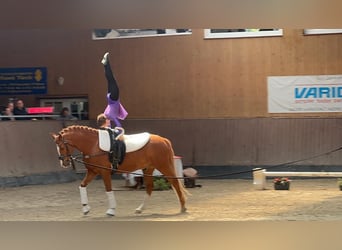 Poney de selle allemand, Hongre, 12 Ans, 147 cm, Alezan