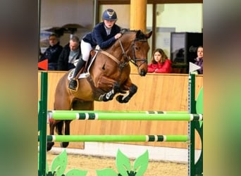 Poney de selle allemand, Hongre, 12 Ans, 148 cm, Bai