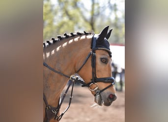 Poney de selle allemand, Hongre, 12 Ans, 148 cm, Isabelle