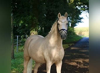 Poney de selle allemand, Hongre, 12 Ans, 148 cm, Palomino