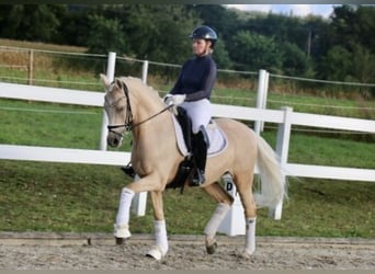 Poney de selle allemand, Hongre, 12 Ans, 148 cm, Palomino