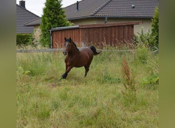 Poney de selle allemand, Hongre, 12 Ans, 152 cm, Bai