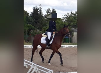 Poney de selle allemand, Hongre, 12 Ans, 152 cm, Bai