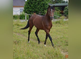 Poney de selle allemand, Hongre, 12 Ans, 152 cm, Bai