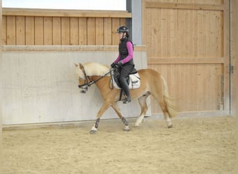 Poney de selle allemand, Hongre, 13 Ans, 142 cm, Alezan
