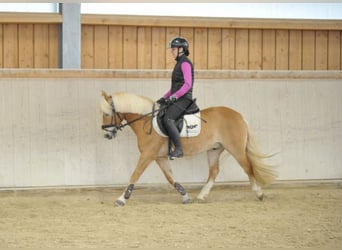 Poney de selle allemand, Hongre, 13 Ans, 142 cm, Alezan