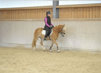 Poney de selle allemand, Hongre, 13 Ans, 142 cm, Alezan