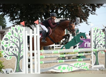 Poney de selle allemand, Hongre, 13 Ans, 146 cm, Bai