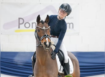 Poney de selle allemand, Hongre, 13 Ans, 146 cm, Bai