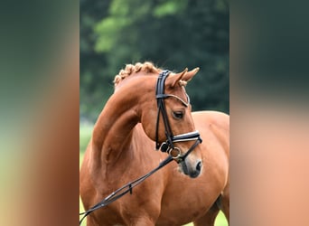 Poney de selle allemand, Hongre, 13 Ans, 147 cm, Alezan