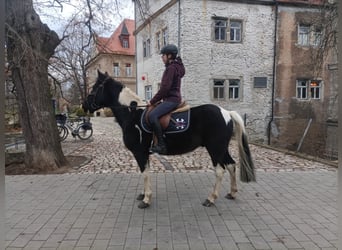 Poney de selle allemand, Hongre, 13 Ans, 147 cm, Pinto