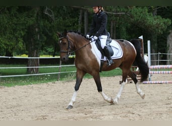 Poney de selle allemand Croisé, Hongre, 13 Ans, 147 cm, Pinto