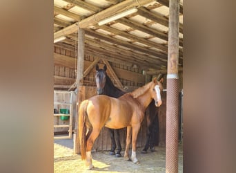 Poney de selle allemand, Hongre, 13 Ans, 148 cm, Alezan