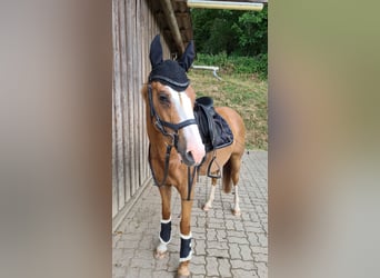 Poney de selle allemand, Hongre, 13 Ans, 148 cm, Alezan