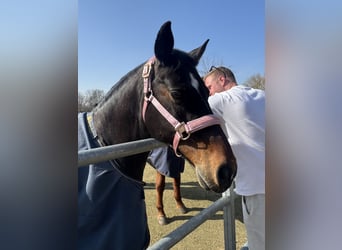 Poney de selle allemand, Hongre, 13 Ans, 150 cm, Bai brun