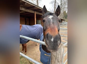 Poney de selle allemand, Hongre, 13 Ans, 150 cm, Bai