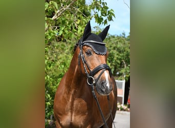 Poney de selle allemand, Hongre, 14 Ans, 140 cm, Alezan brûlé