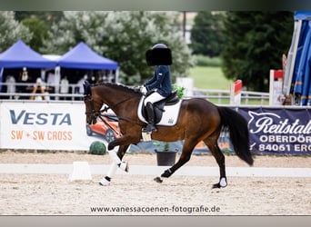 Poney de selle allemand, Hongre, 14 Ans, 140 cm, Bai brun