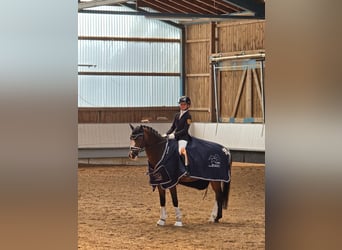 Poney de selle allemand, Hongre, 14 Ans, 146 cm, Bai
