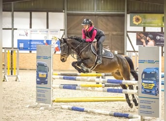 Poney de selle allemand, Hongre, 14 Ans, 147 cm, Bai brun