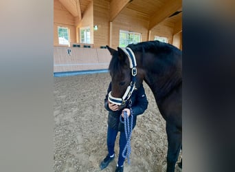 Poney de selle allemand, Hongre, 14 Ans, 147 cm
