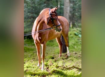 Poney de selle allemand, Hongre, 14 Ans, 148 cm, Alezan brûlé