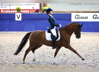 Poney de selle allemand, Hongre, 14 Ans, 148 cm, Alezan brûlé