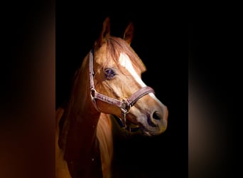 Poney de selle allemand, Hongre, 14 Ans, 148 cm, Alezan brûlé