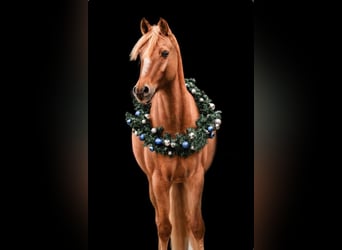 Poney de selle allemand, Hongre, 14 Ans, 148 cm, Alezan