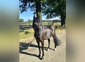 Poney de selle allemand, Hongre, 14 Ans, 148 cm, Bai brun foncé
